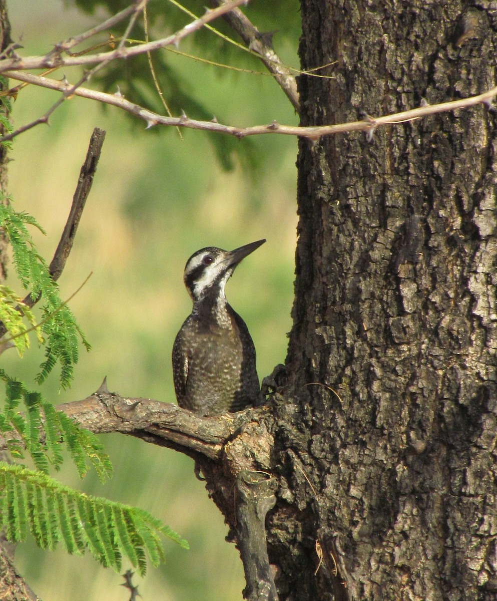 Bearded Woodpecker - ML627805616