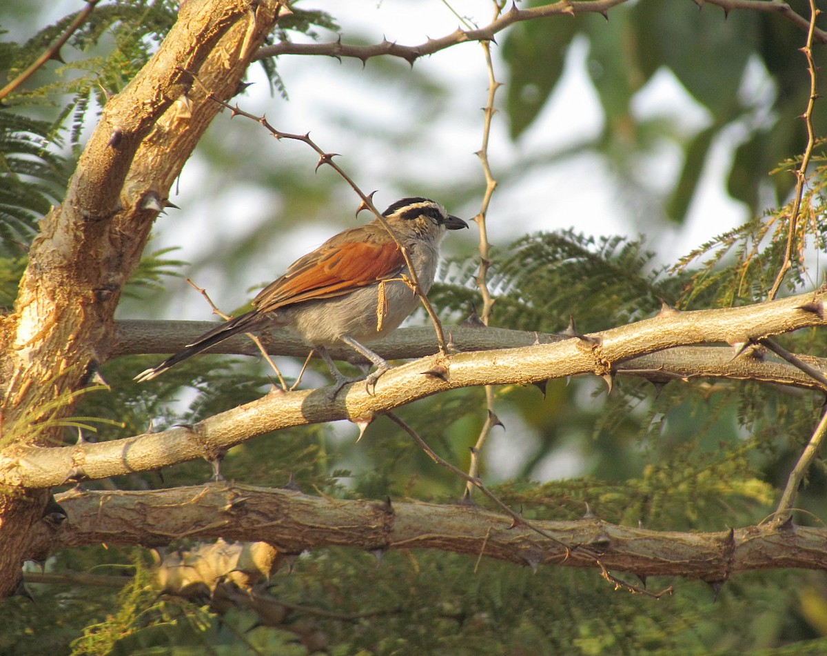 Black-crowned Tchagra - ML627805632