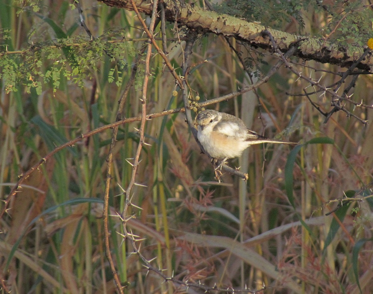 Masked Shrike - ML627805646