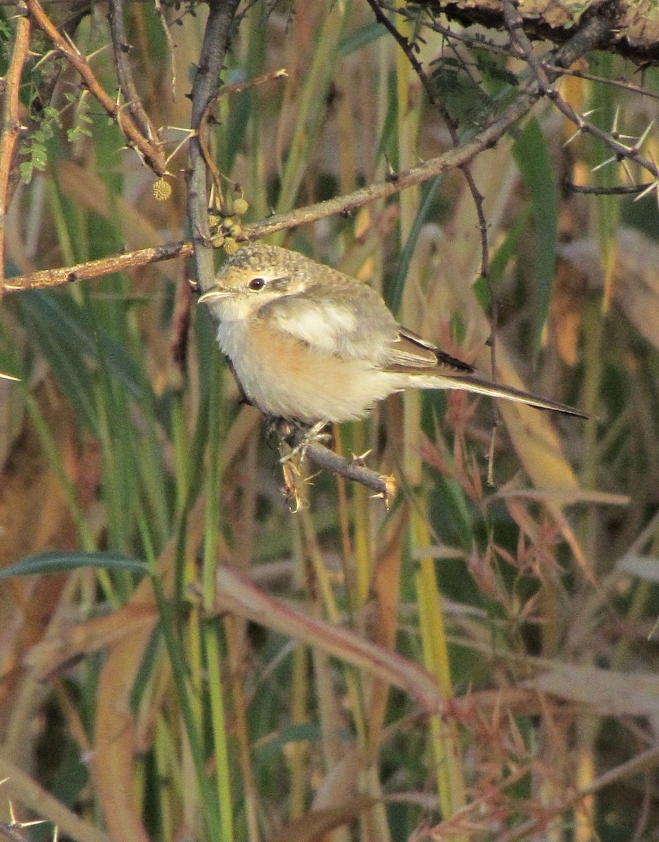 Masked Shrike - ML627805647