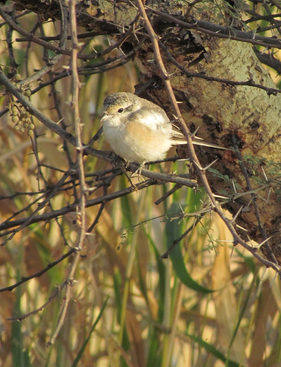 Masked Shrike - ML627805648