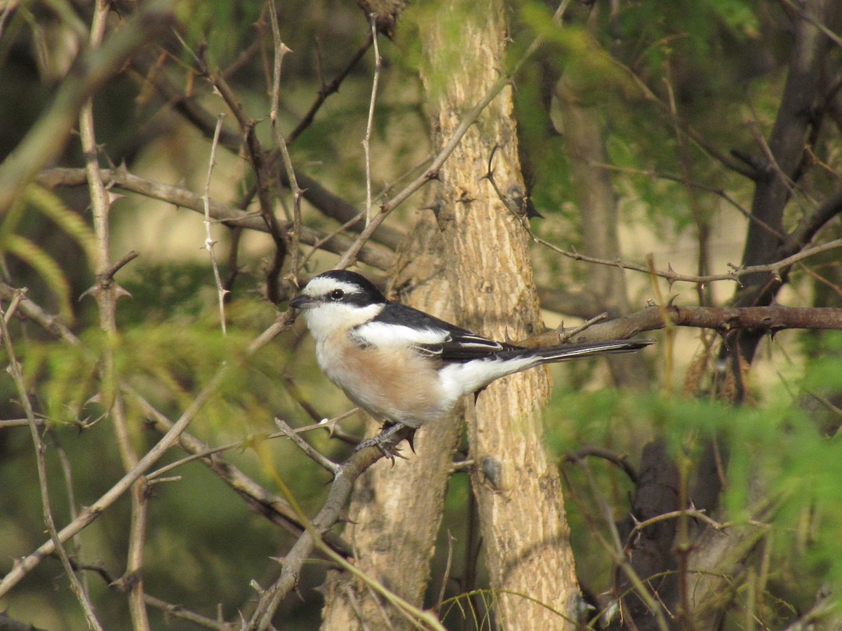 Masked Shrike - ML627805649