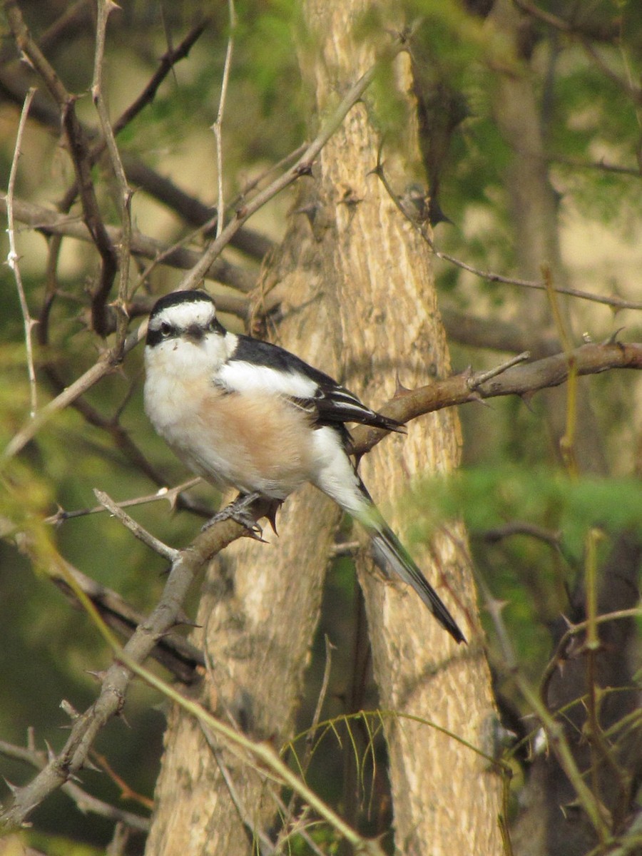 Masked Shrike - ML627805650