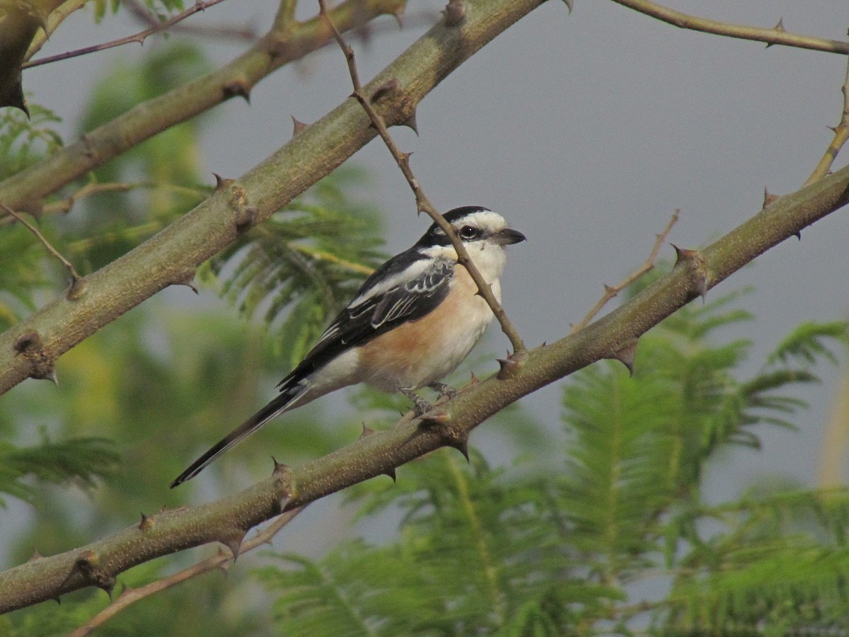 Masked Shrike - ML627805651