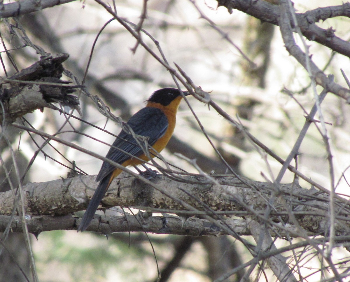 Snowy-crowned Robin-Chat - ML627805668