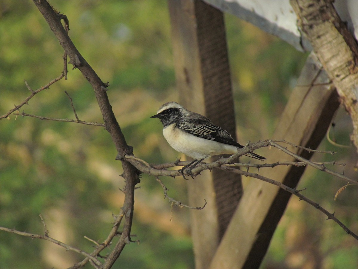 Pied Wheatear - ML627805685