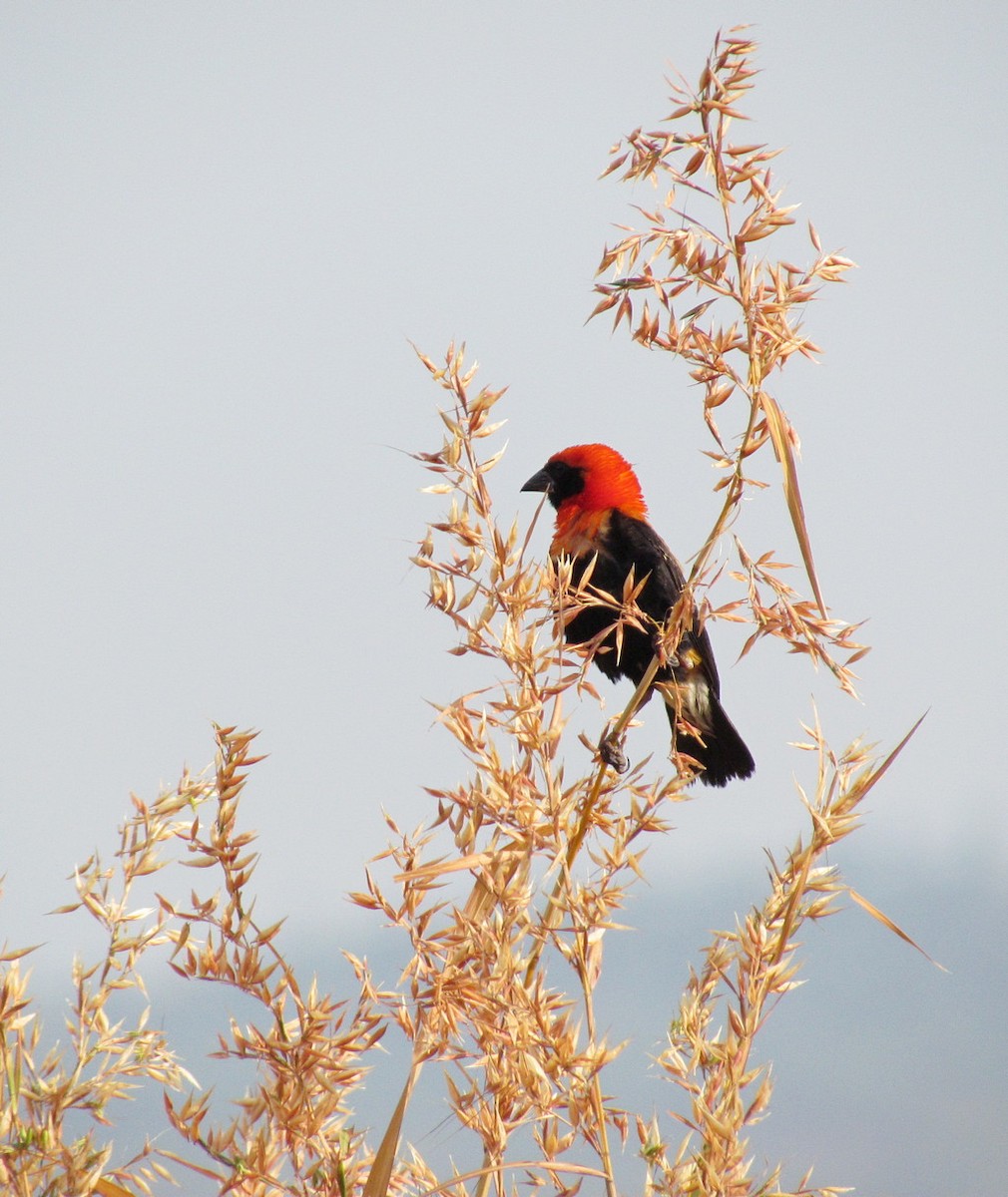 Black-winged Bishop - ML627805699