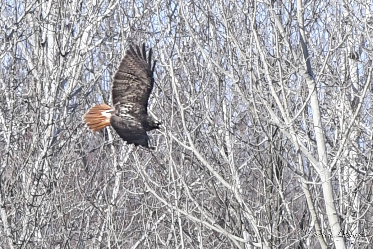 Red-tailed Hawk - ML627805707