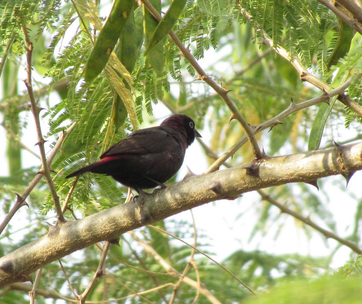 Black-faced Firefinch - ML627805708