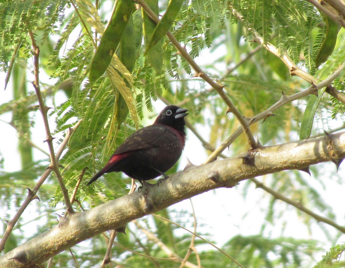 Black-faced Firefinch - ML627805709