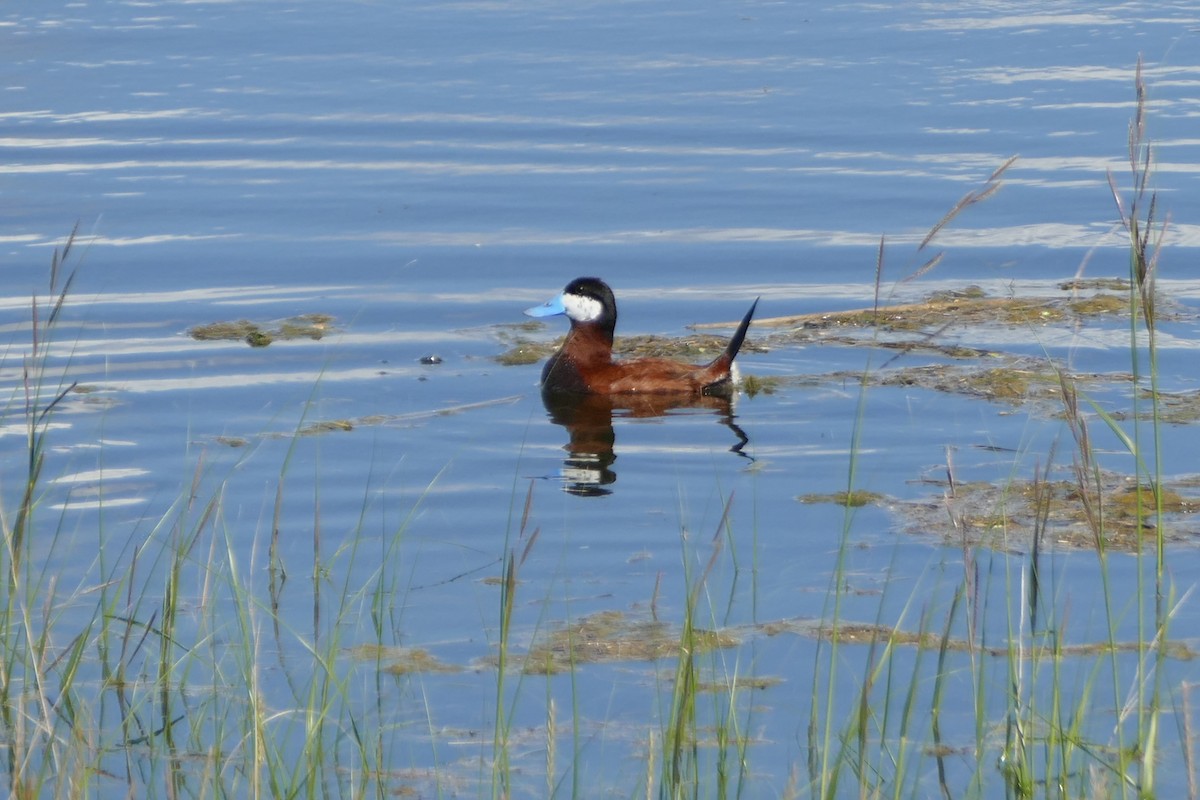 Ruddy Duck - ML62780571