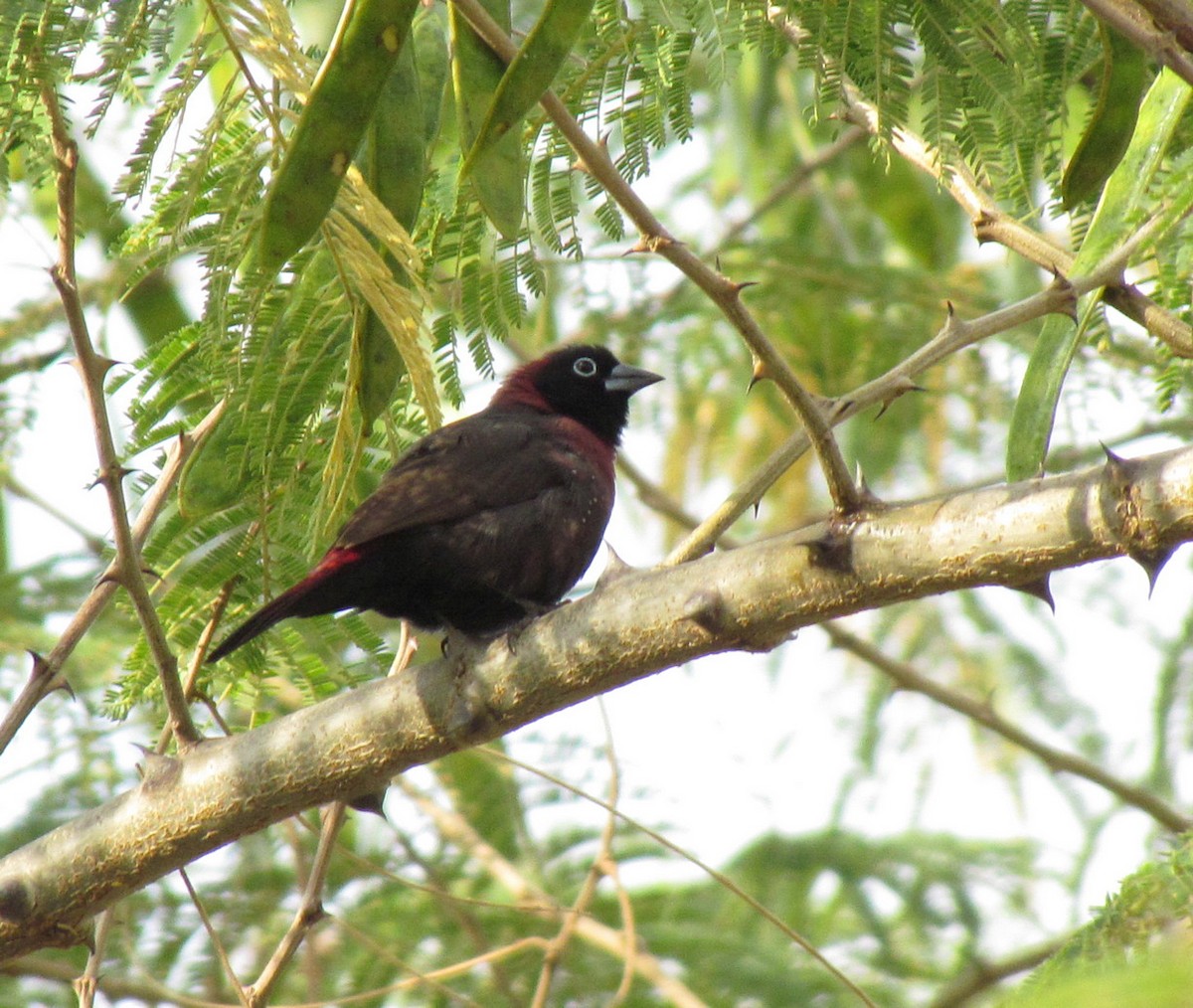 Black-faced Firefinch - ML627805710