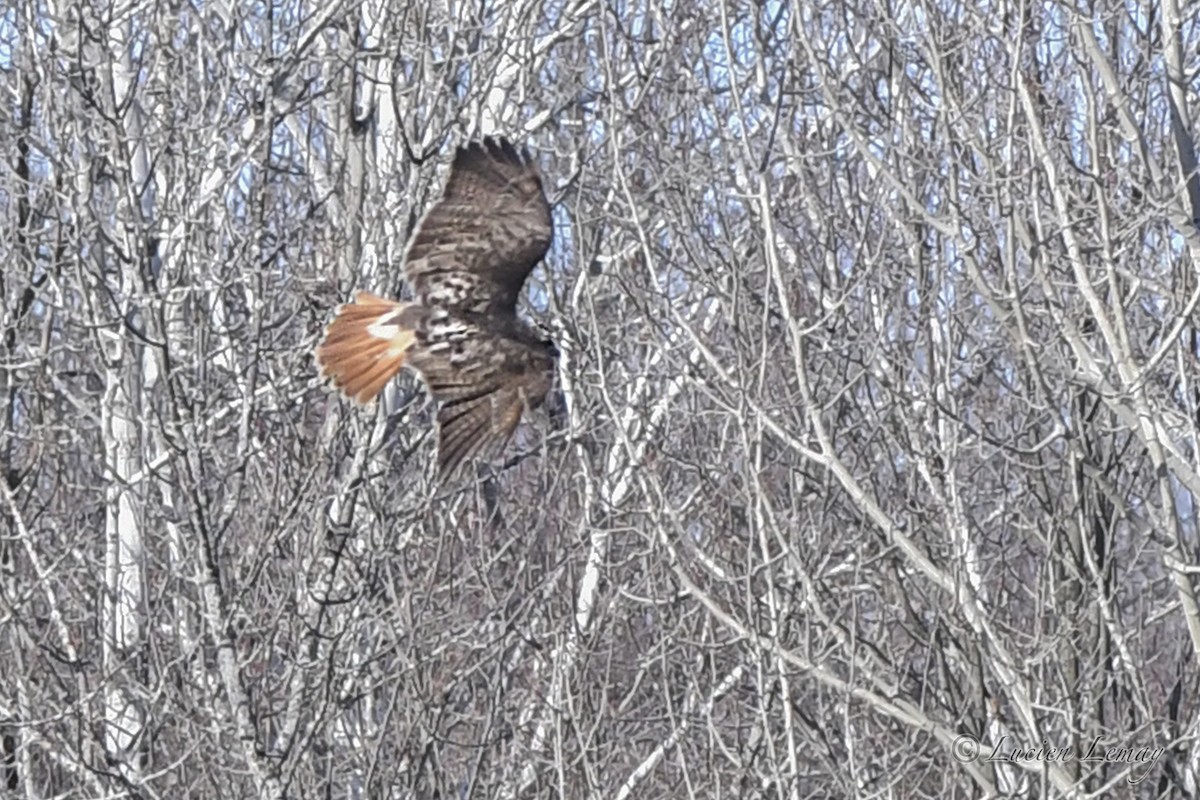 Red-tailed Hawk - ML627805711