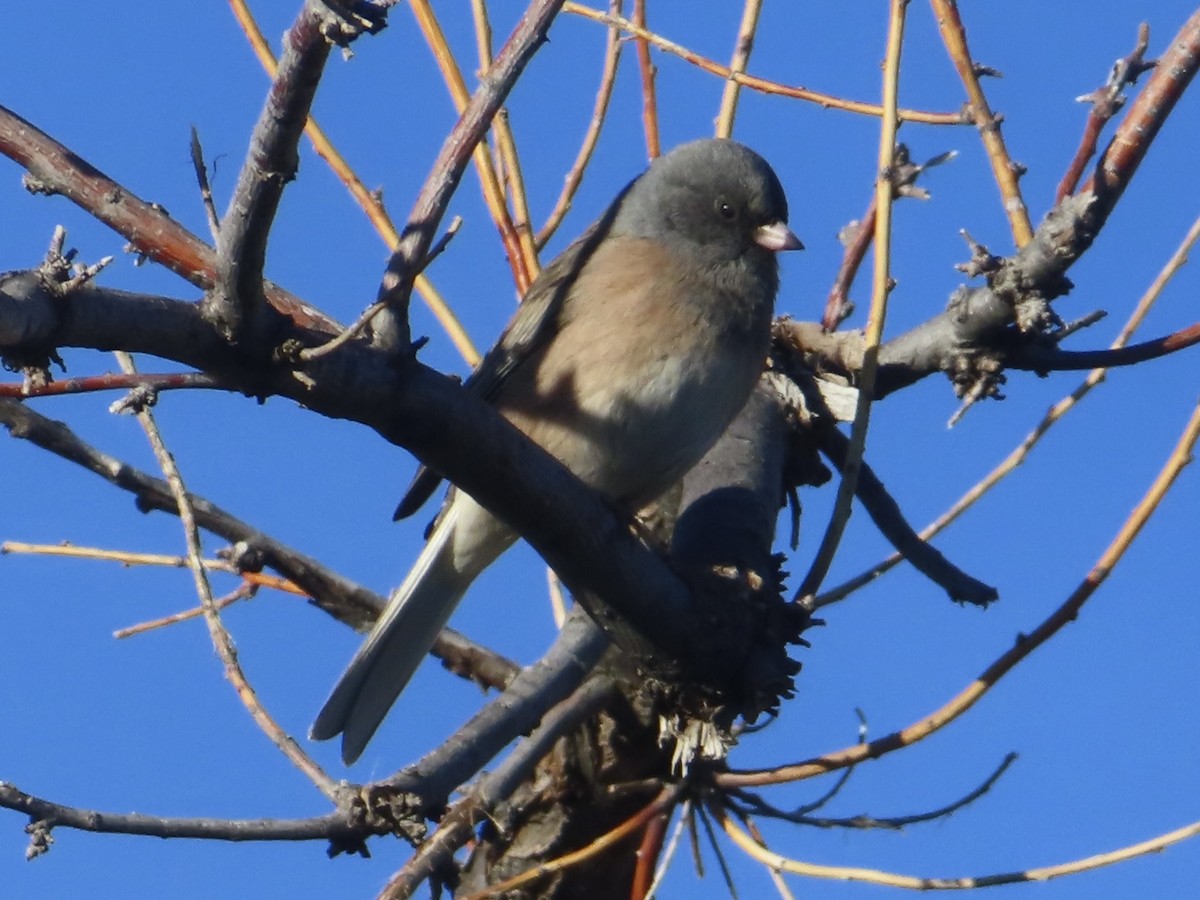 Dark-eyed Junco (Pink-sided) - ML627805712