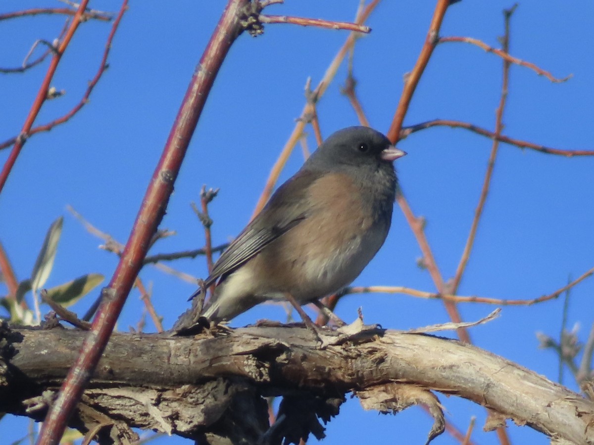 Dark-eyed Junco (Pink-sided) - ML627805713