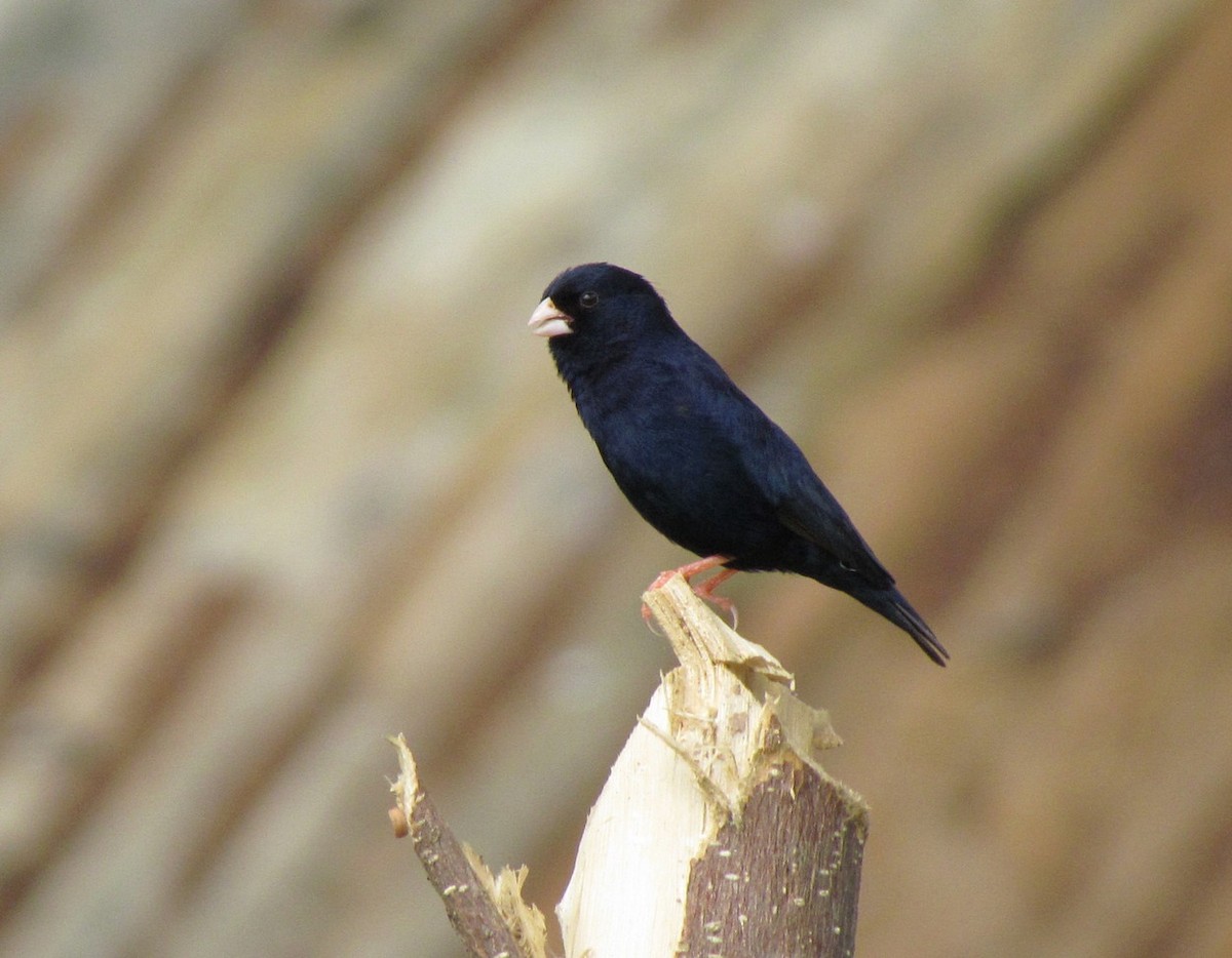 Village Indigobird - ML627805714