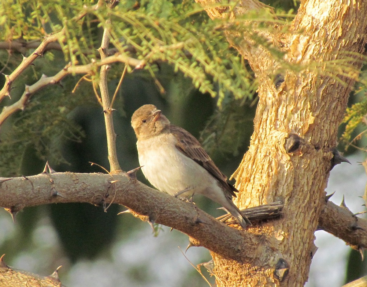 Sahel Bush Sparrow - ML627805733