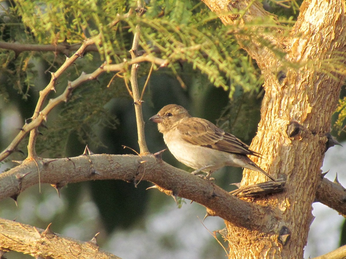 Sahel Bush Sparrow - ML627805734