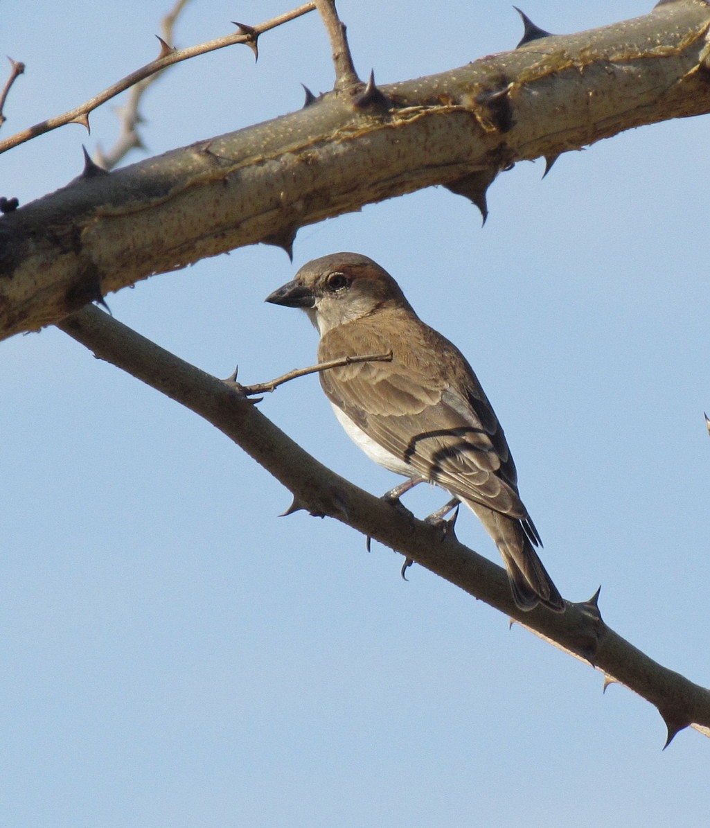 Sahel Bush Sparrow - ML627805735