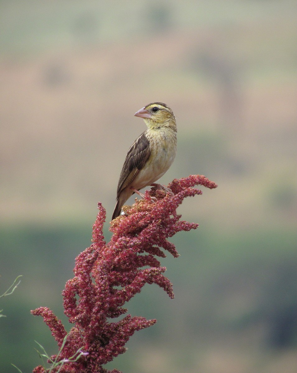 Black-winged Bishop - ML627805764