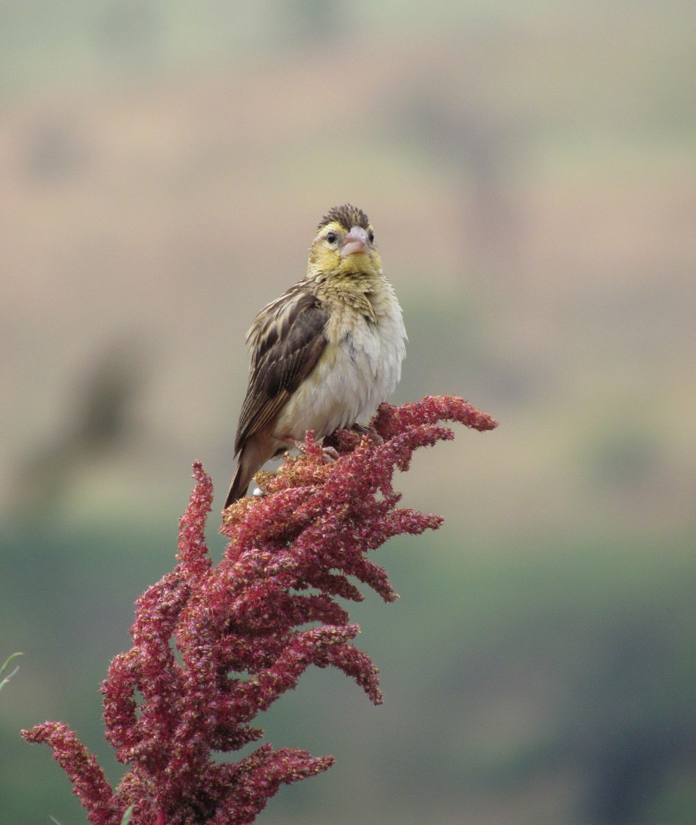 Black-winged Bishop - ML627805765