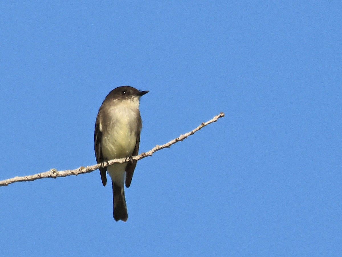 Eastern Phoebe - ML627805785