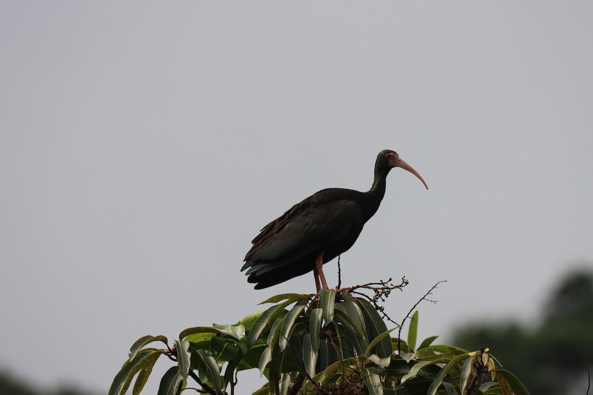 Bare-faced Ibis - ML627805854