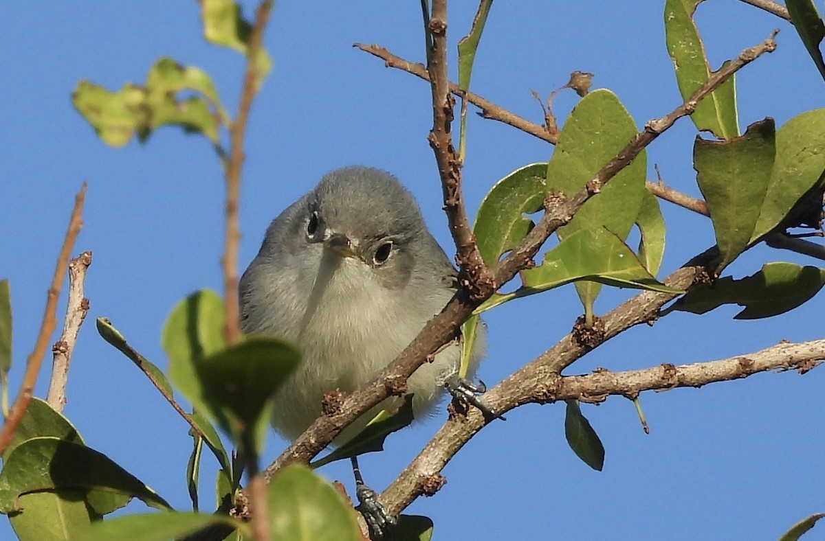 Perlita Grisilla (caerulea) - ML627805864