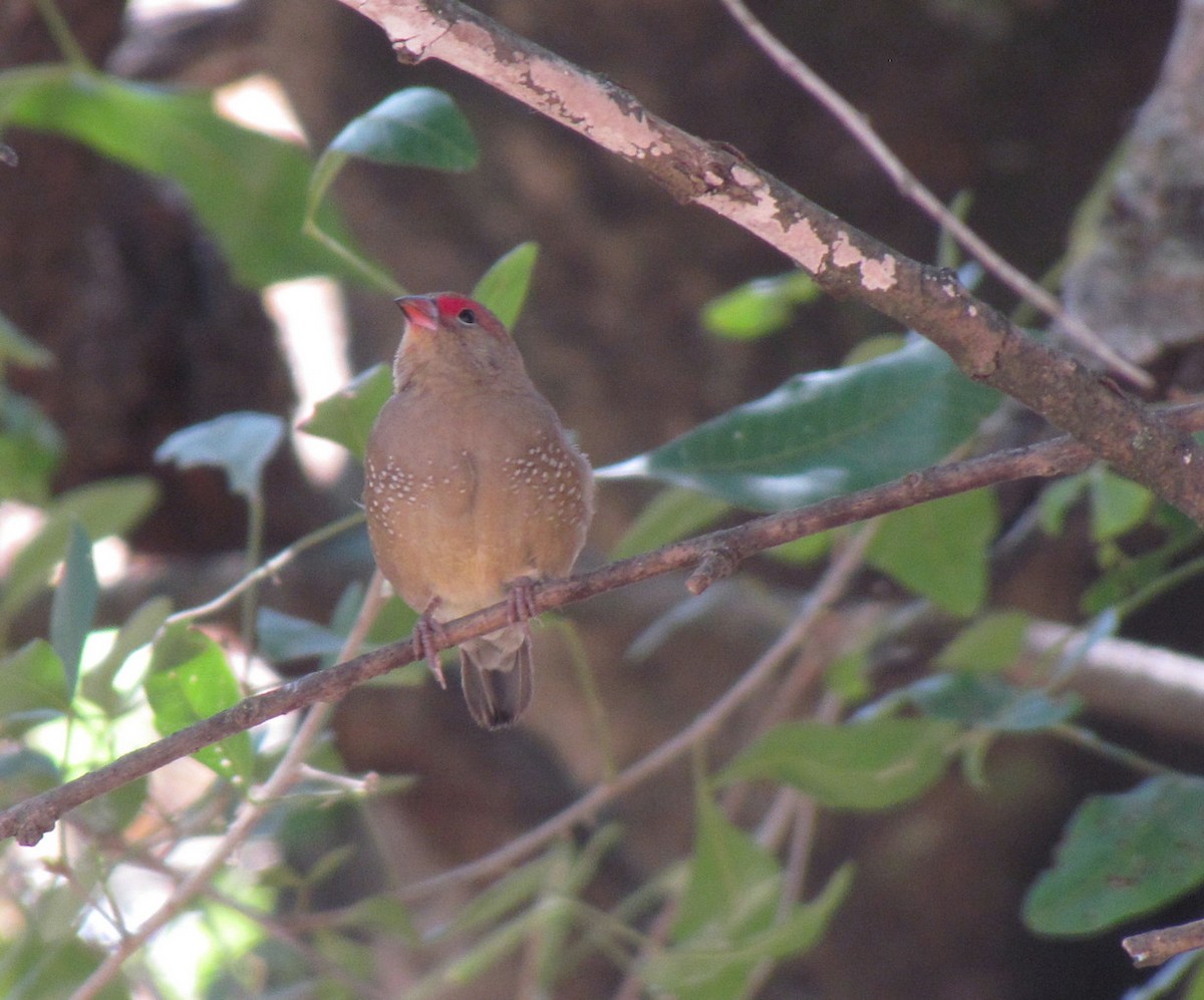 Bar-breasted Firefinch - ML627805866