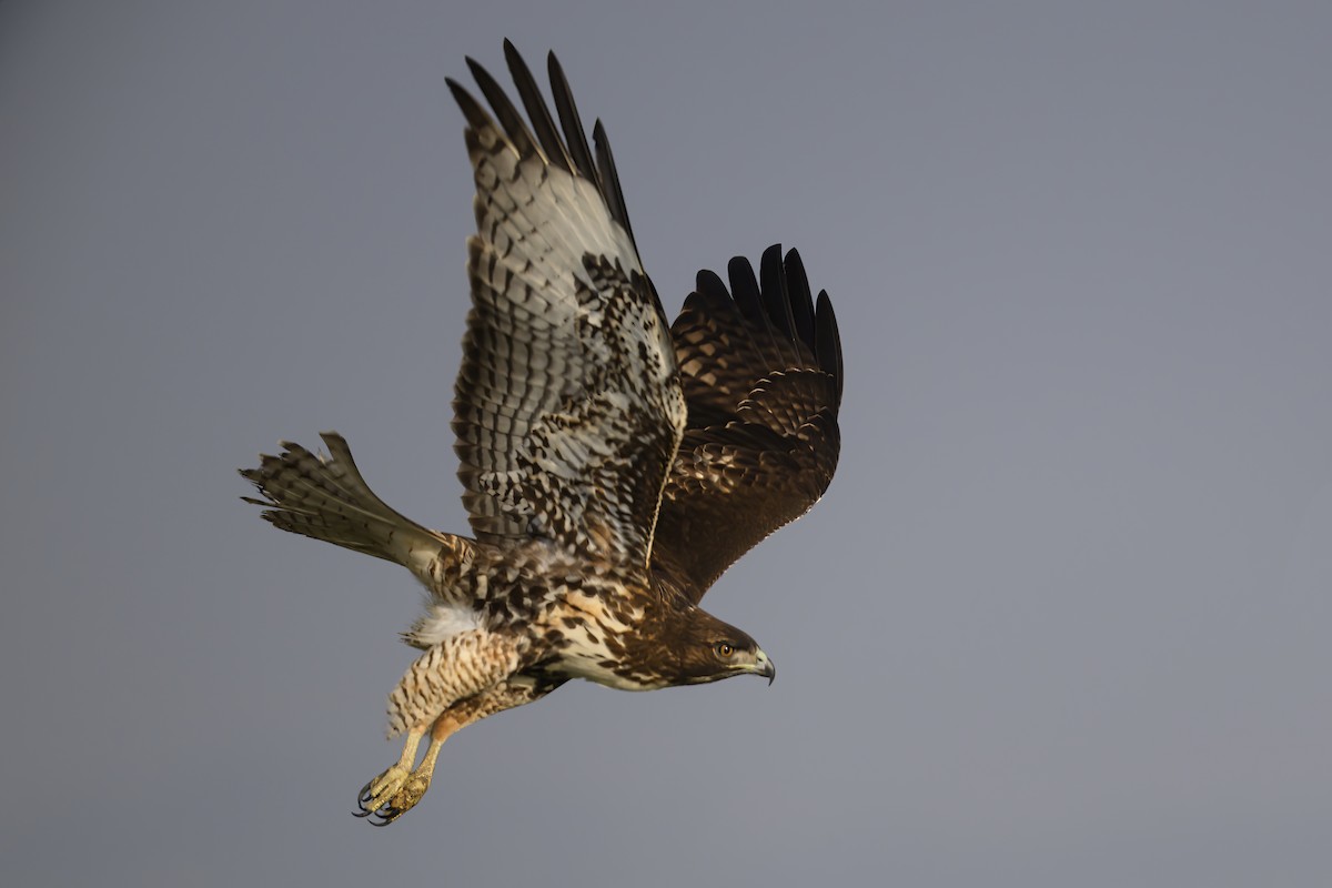 Red-tailed Hawk - ML627806025