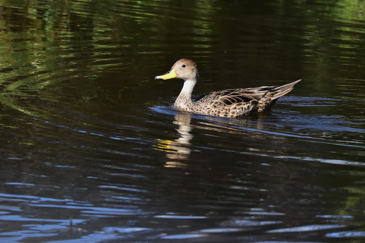 Yellow-billed Pintail - ML627806029