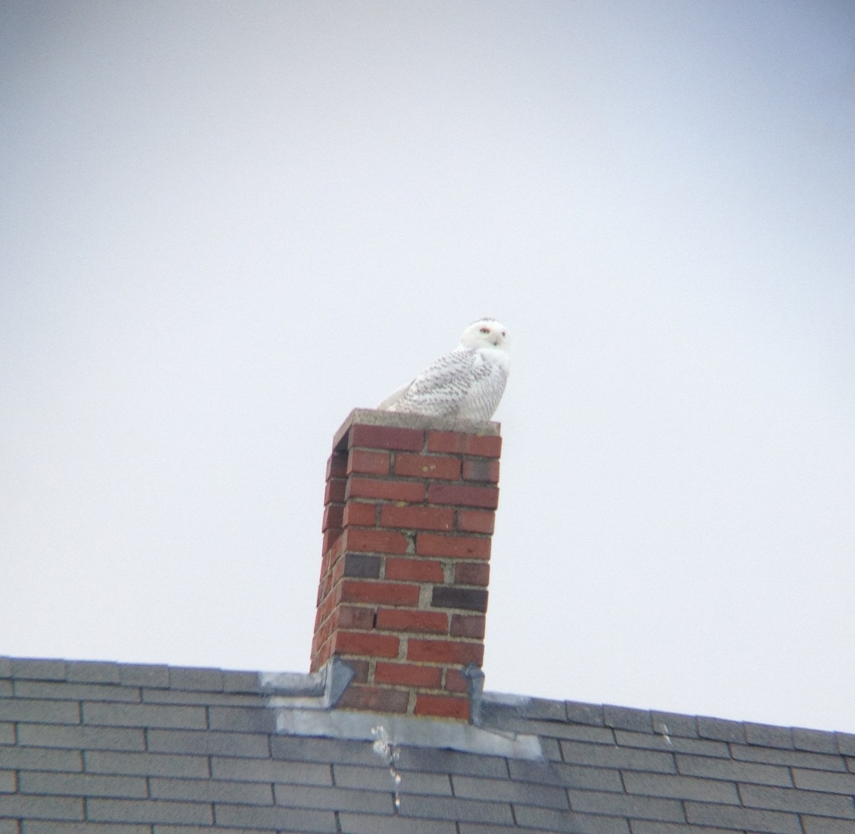 Snowy Owl - ML627806051