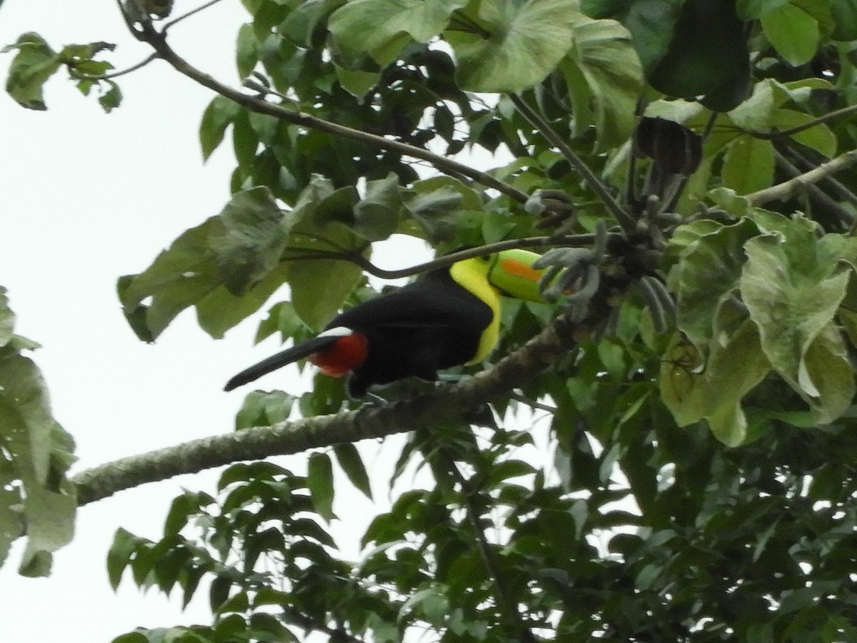 Keel-billed Toucan - ML627806063