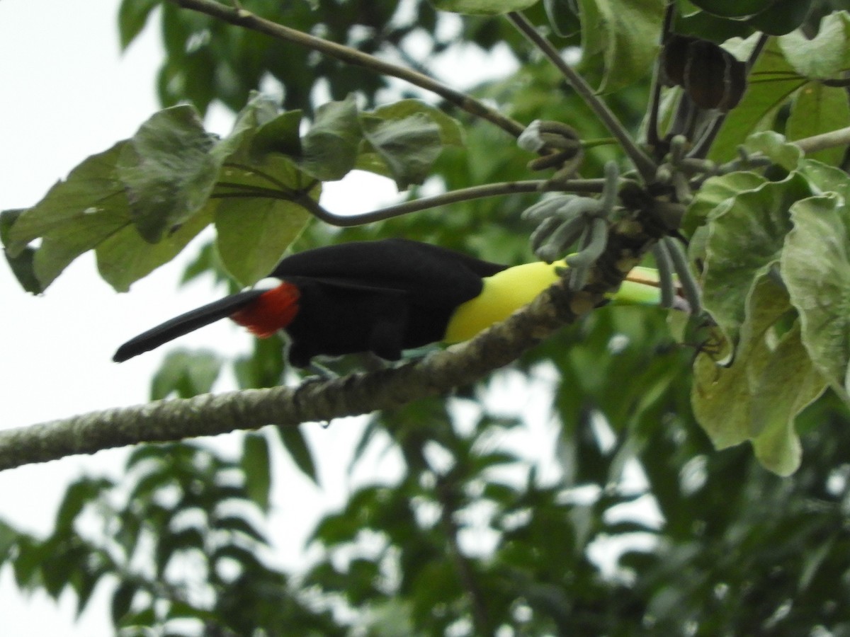 Keel-billed Toucan - ML627806064