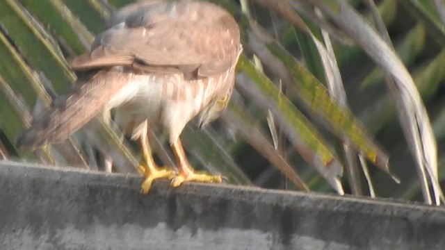 shikrahauk - ML627806085