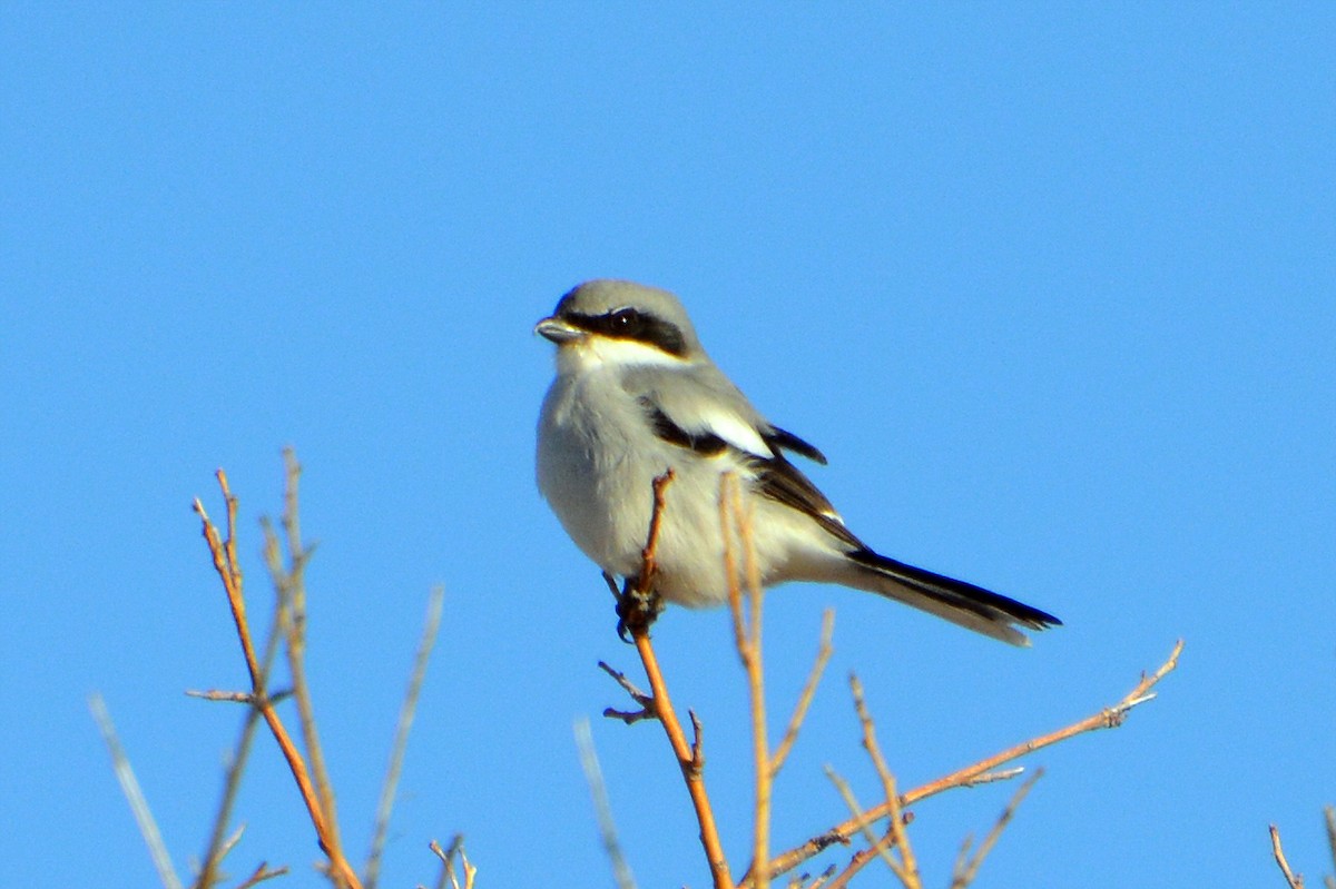 Loggerhead Shrike - ML627806109