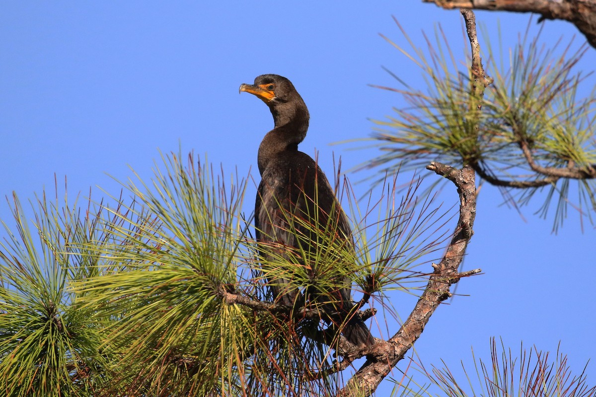 ミミヒメウ - ML627806173