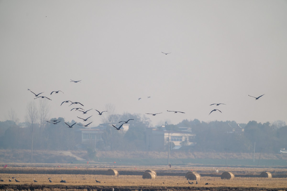 Hooded Crane - ML627806175