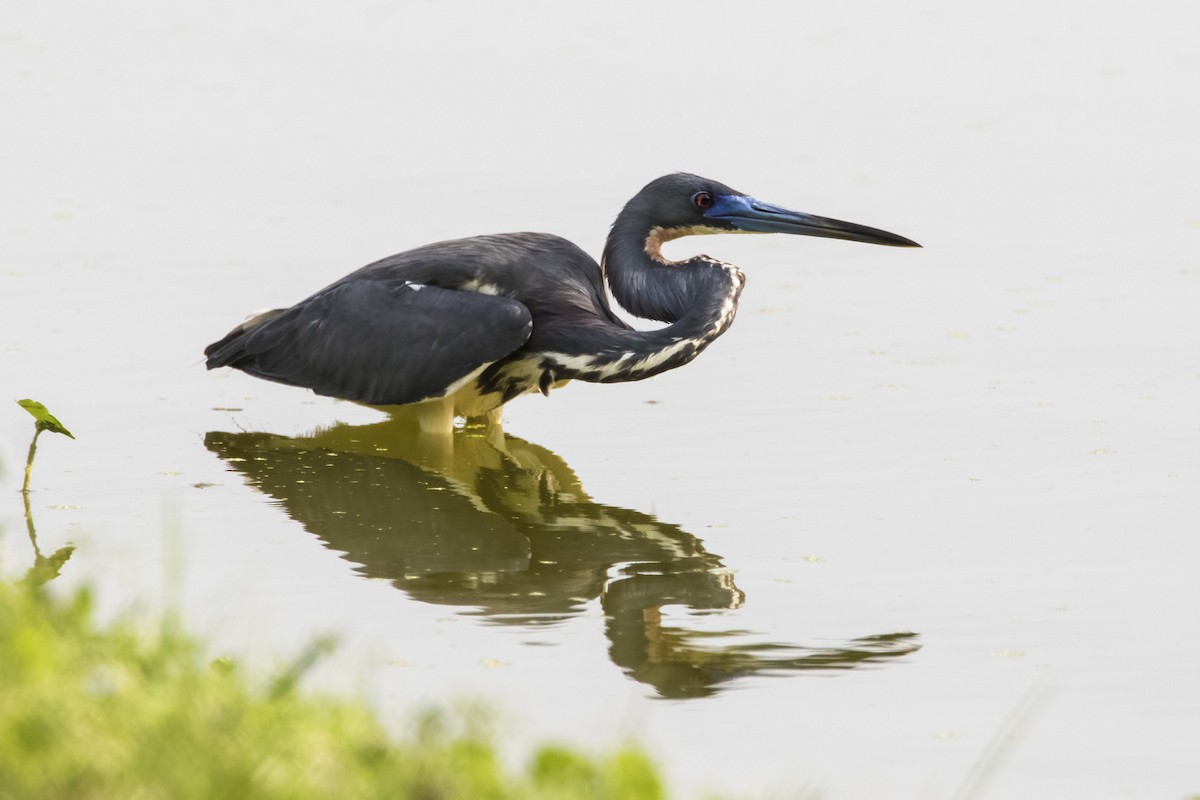 サンショクサギ - ML627806179