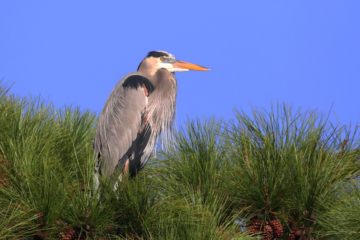 オオアオサギ - ML627806188