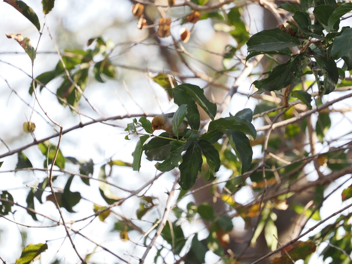 Red-headed Weaver - ML627806206