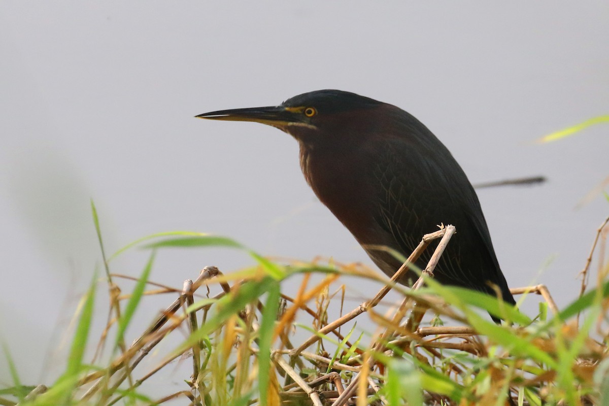 アメリカササゴイ - ML627806207