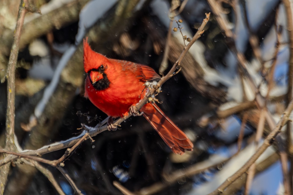 Northern Cardinal - ML627806212