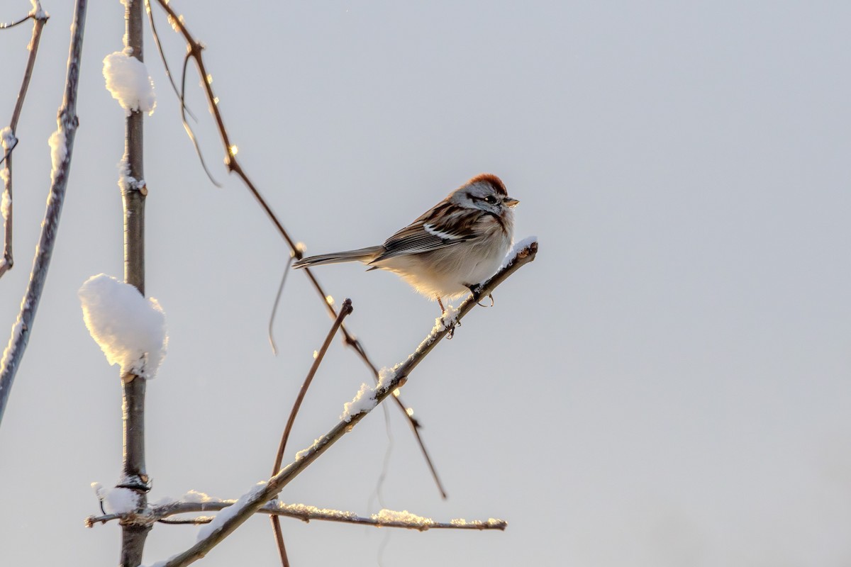 American Tree Sparrow - ML627806219