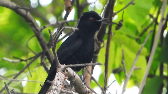 Caatinga Black-Tyrant - ML627806223