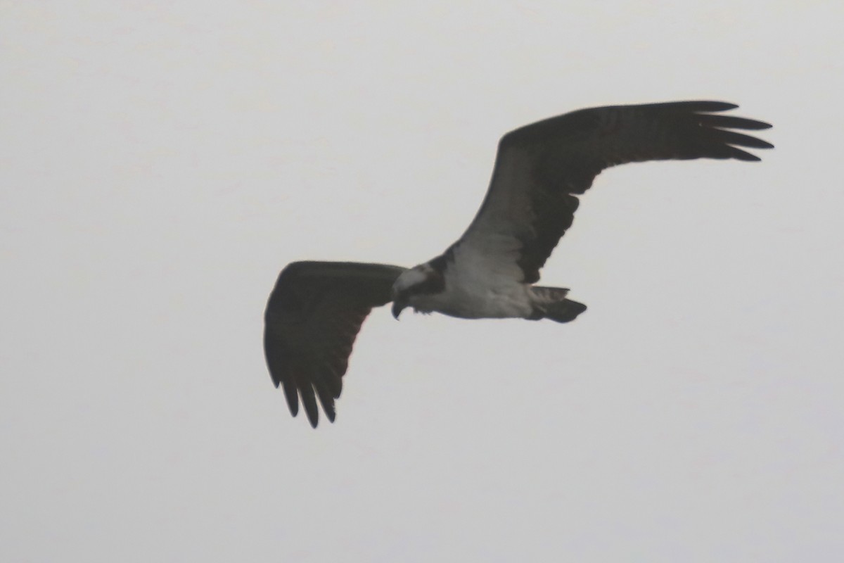 ミサゴ - ML627806225