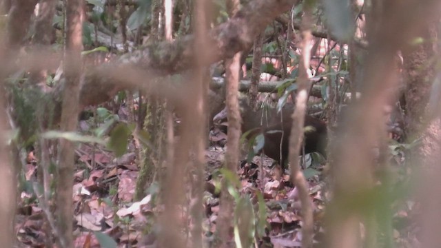 Madagascar Forest Rail - ML627806229
