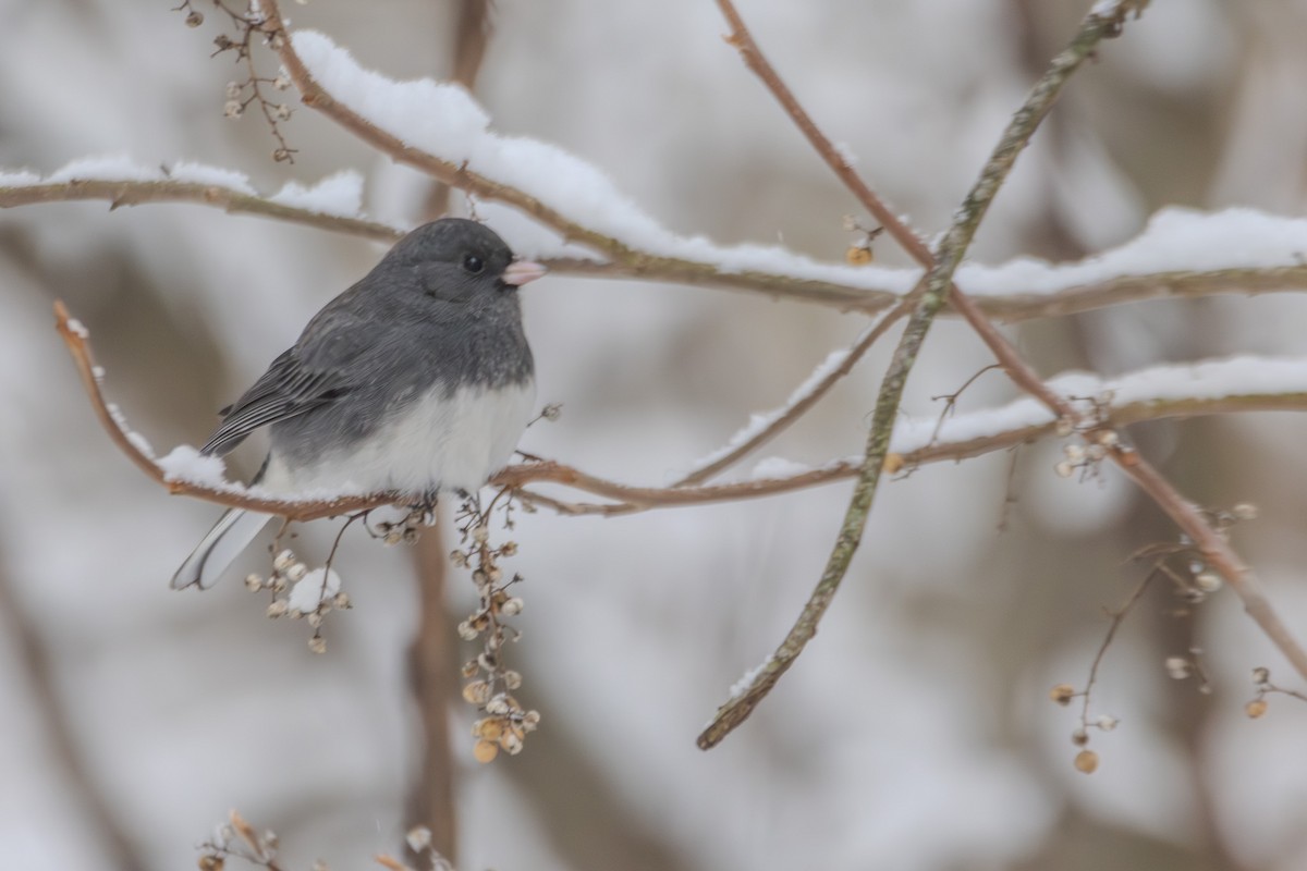 Dark-eyed Junco - ML627806230