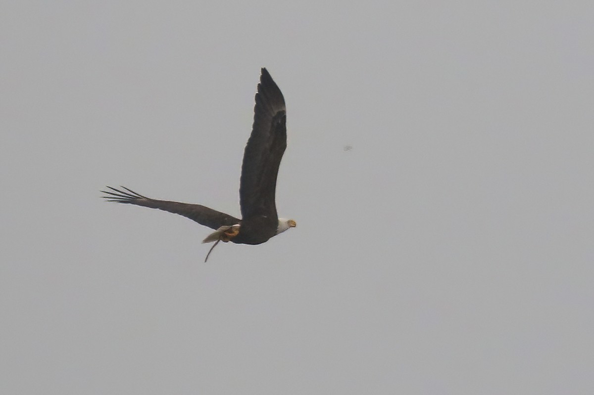 ハクトウワシ - ML627806239