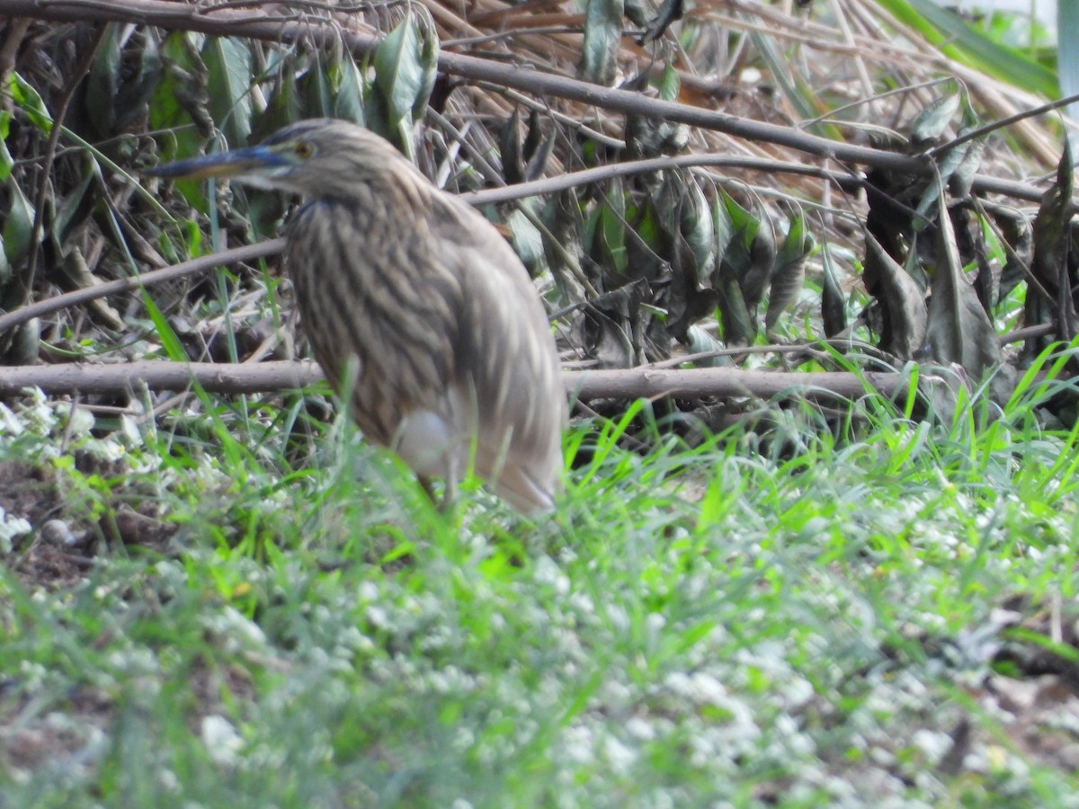 Indian Pond-Heron - ML627806248